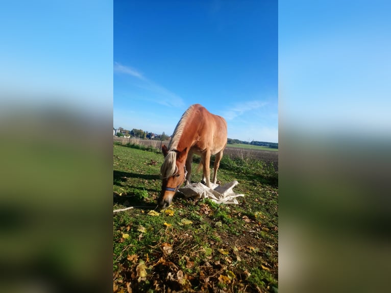 Haflinger Mestizo Caballo castrado 6 años 145 cm Alazán in Gumtow