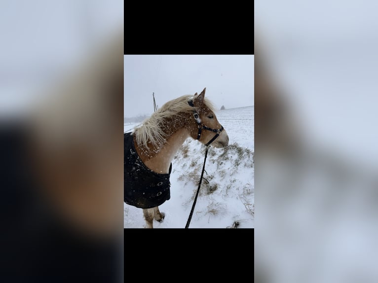 Haflinger Caballo castrado 6 años 145 cm Alazán in Remscheid