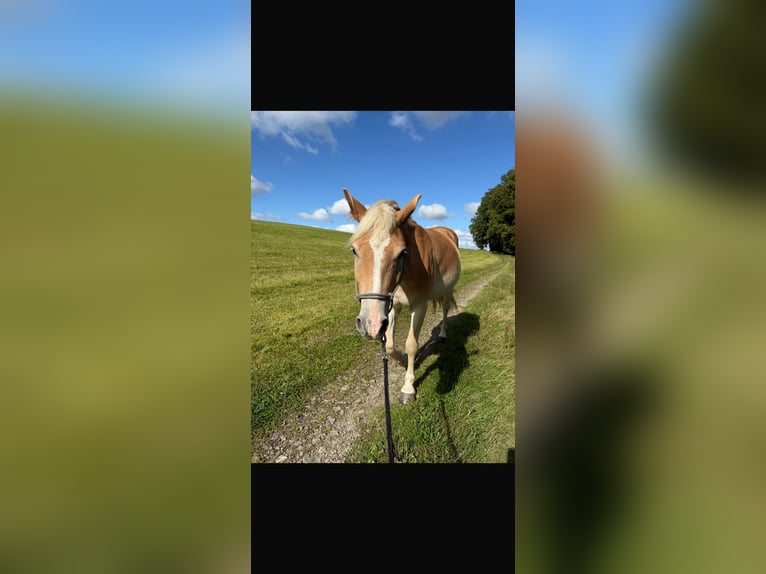 Haflinger Caballo castrado 6 años 145 cm Alazán in Remscheid