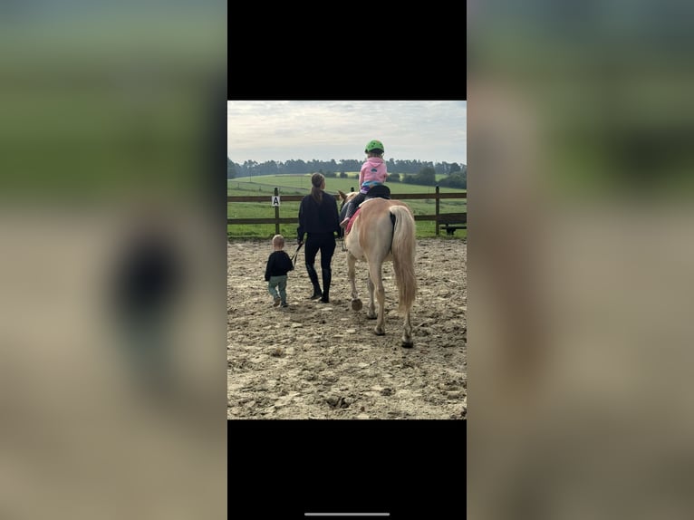Haflinger Caballo castrado 6 años 145 cm Alazán in Remscheid