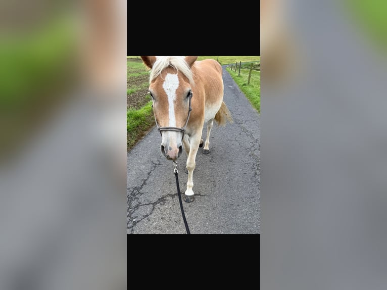 Haflinger Caballo castrado 6 años 145 cm Alazán in Remscheid