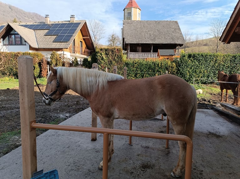 Haflinger Caballo castrado 6 años 146 cm Alazán-tostado in Sevnica