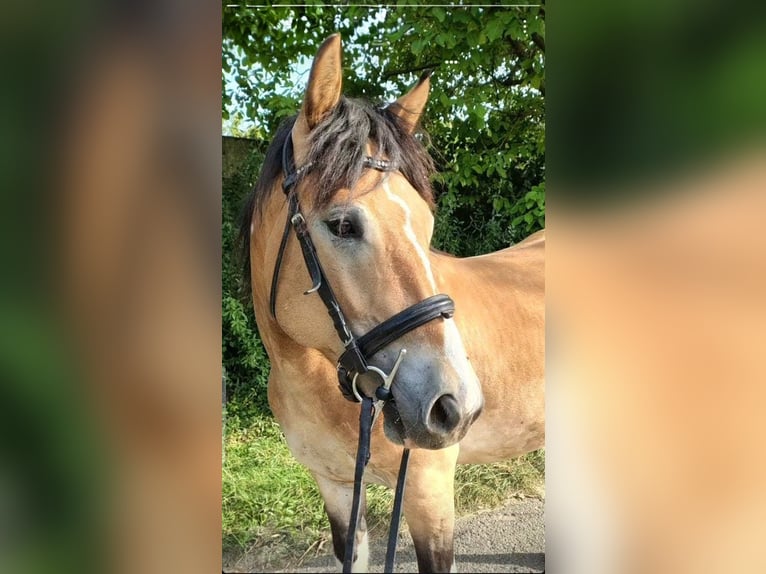 Haflinger Mestizo Caballo castrado 6 años 146 cm Pío in Eltville am Rhein