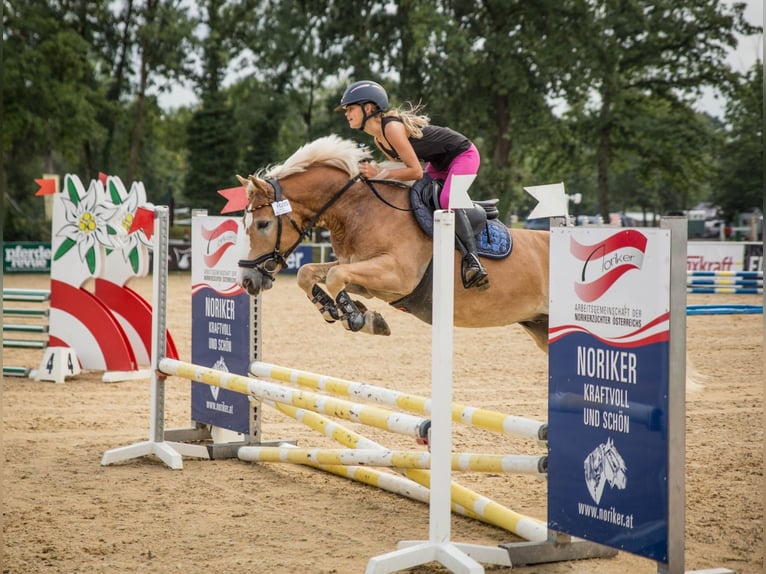 Haflinger Caballo castrado 6 años 147 cm in Gera