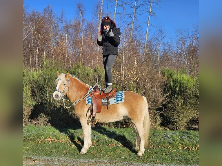Haflinger Caballo castrado 6 años 150 cm Alazán in Linkenbach
