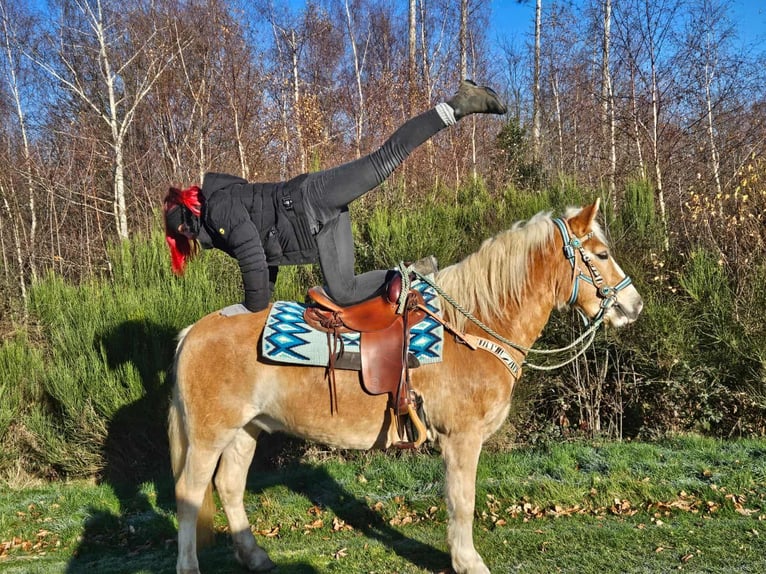 Haflinger Caballo castrado 6 años 150 cm Alazán in Linkenbach