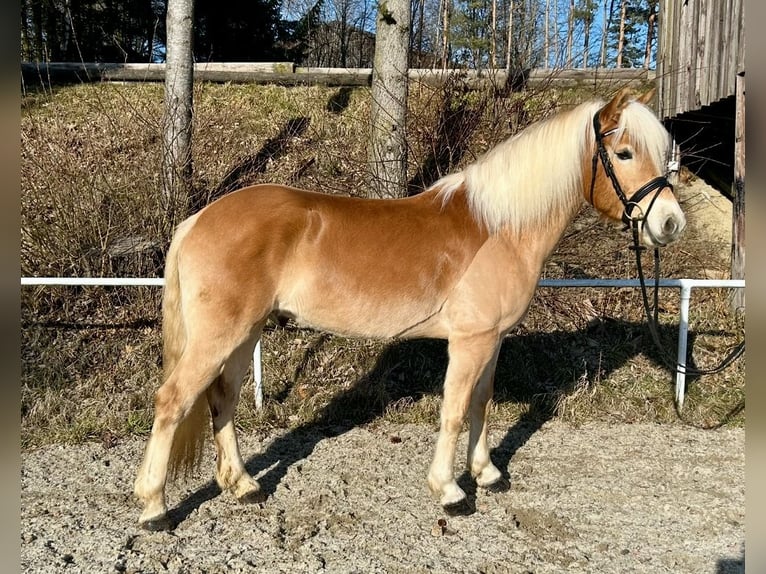 Haflinger Caballo castrado 6 años 150 cm Alazán in Pelmberg