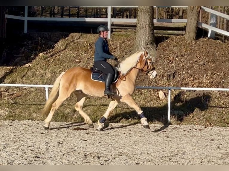 Haflinger Caballo castrado 6 años 150 cm Alazán in Pelmberg