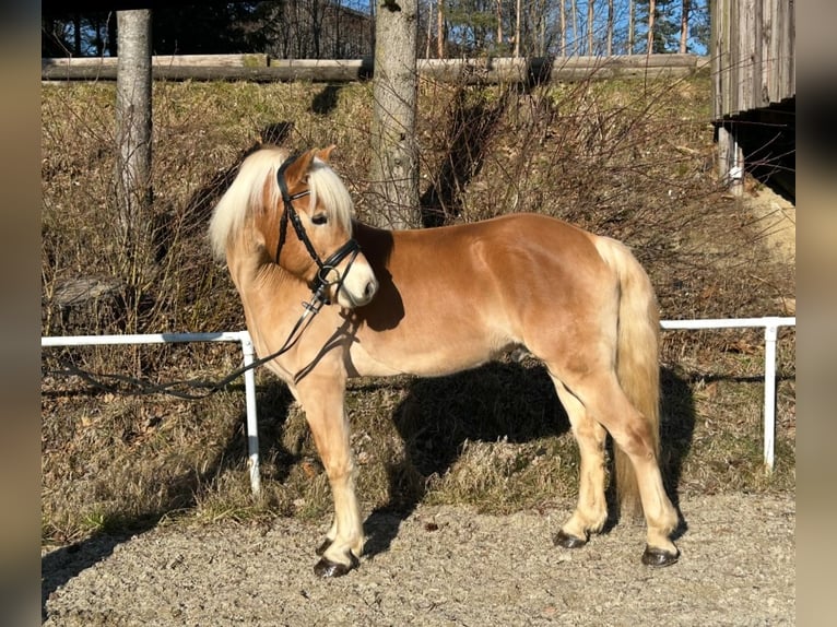 Haflinger Caballo castrado 6 años 150 cm Alazán in Pelmberg