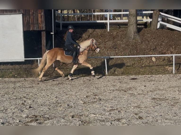 Haflinger Caballo castrado 6 años 150 cm Alazán in Pelmberg