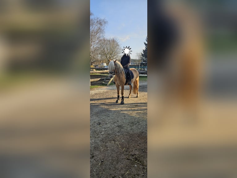 Haflinger Caballo castrado 6 años 150 cm  in Hackenbuch