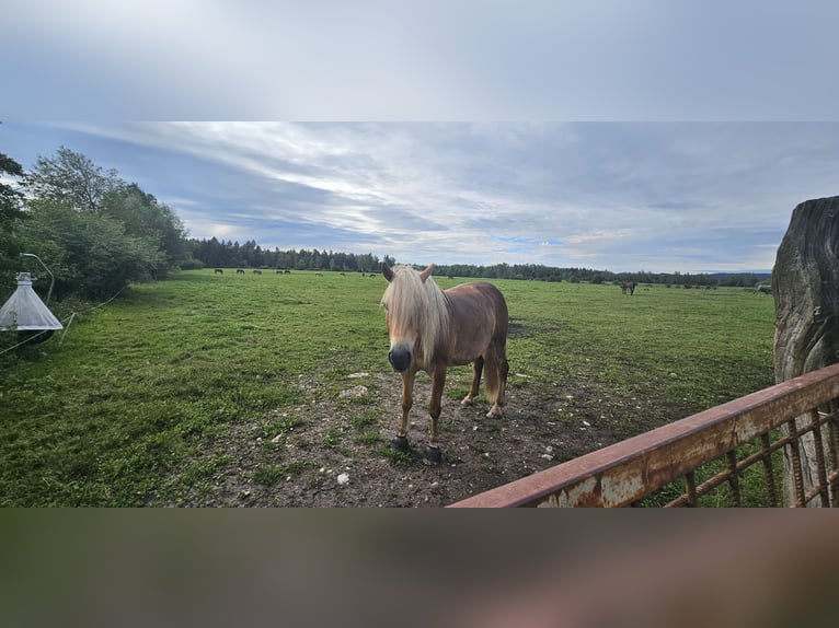 Haflinger Caballo castrado 6 años 150 cm  in Hackenbuch