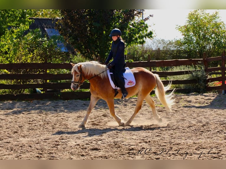 Haflinger Caballo castrado 6 años 150 cm Castaño claro in Brandis