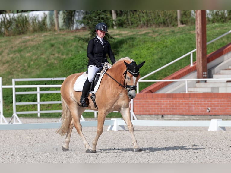 Haflinger Caballo castrado 6 años 150 cm Palomino in Protivin