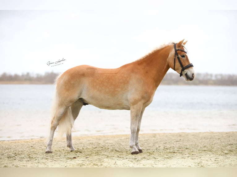 Haflinger Caballo castrado 6 años 150 cm Palomino in Nieuwolda
