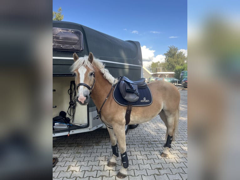 Haflinger Caballo castrado 6 años 150 cm Palomino in Nieuwolda