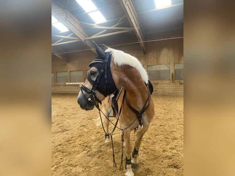 Haflinger Caballo castrado 6 años 152 cm Alazán in Wien