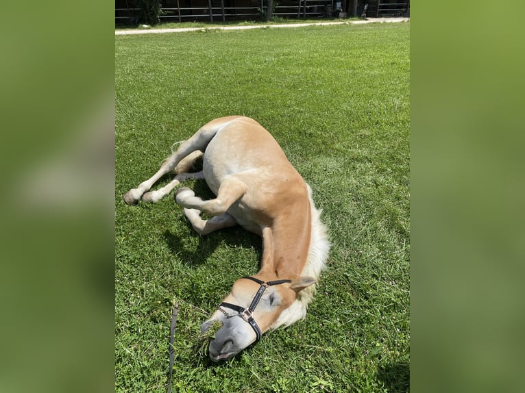 Haflinger Caballo castrado 6 años 152 cm Alazán in Wien