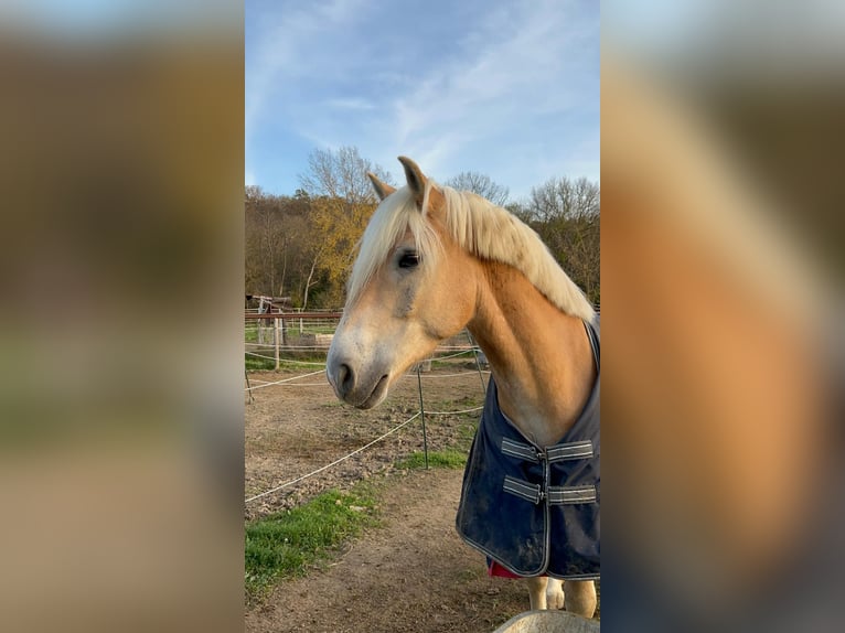 Haflinger Caballo castrado 6 años 152 cm Alazán in Wien