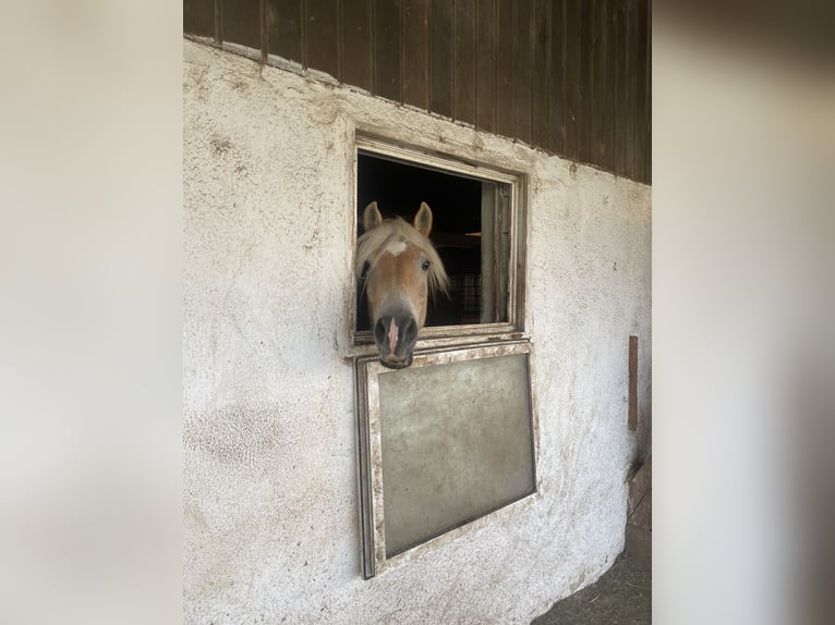 Haflinger Caballo castrado 6 años 152 cm Alazán in Wien