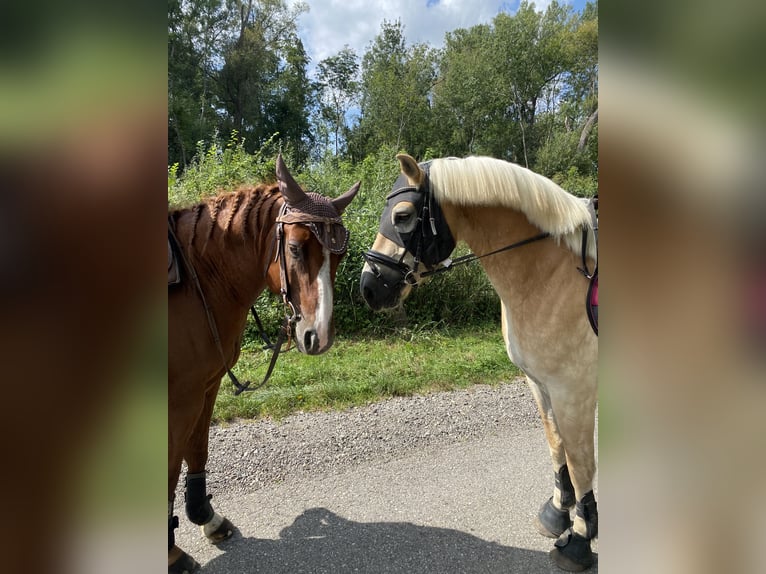 Haflinger Caballo castrado 6 años 152 cm Alazán in Wien