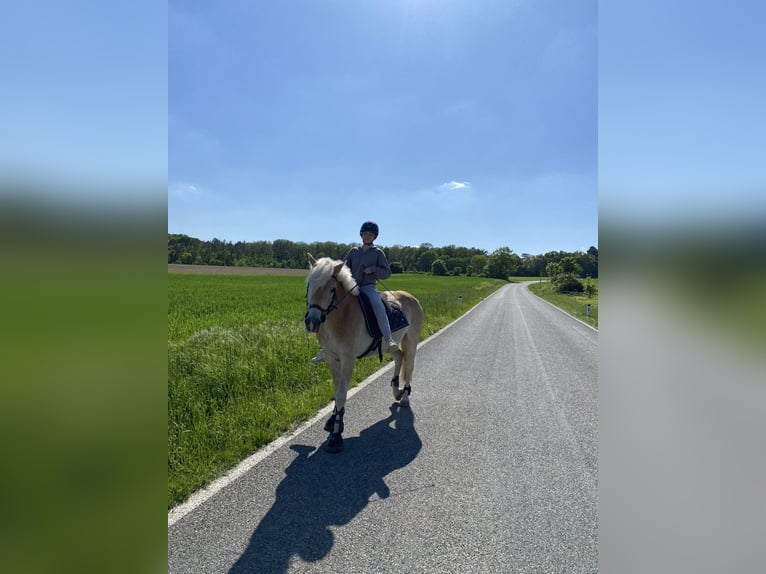 Haflinger Caballo castrado 6 años 152 cm Alazán in Wien