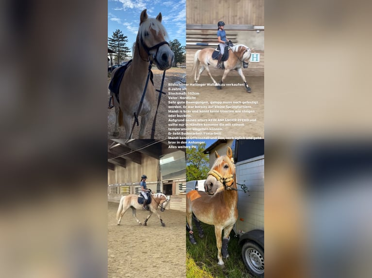 Haflinger Caballo castrado 6 años 152 cm Alazán in Wien