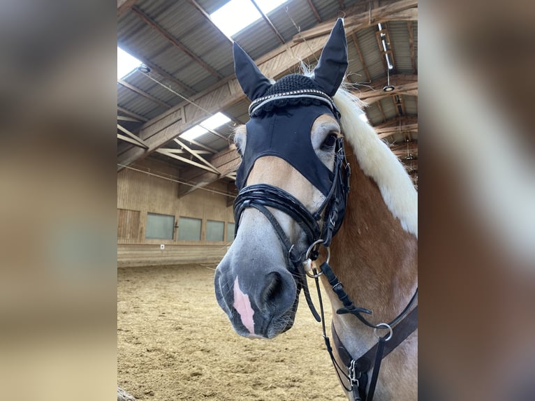 Haflinger Caballo castrado 6 años 152 cm Alazán in Wien