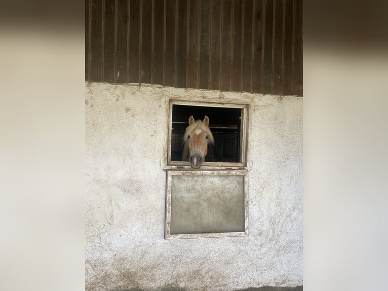 Haflinger Caballo castrado 6 años 152 cm Alazán in Wien