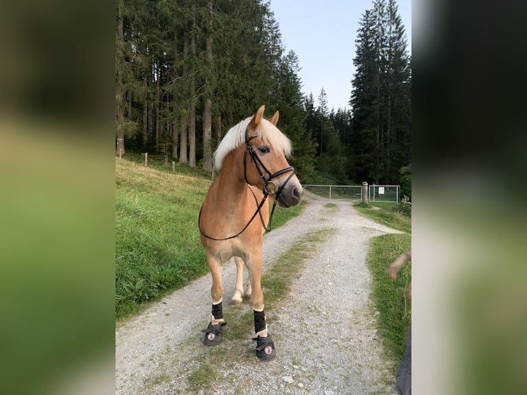 Haflinger Caballo castrado 6 años 152 cm Alazán rojizo in Werfenweng
