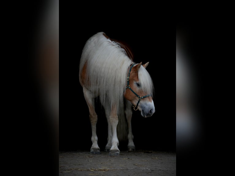 Haflinger Caballo castrado 6 años 152 cm Alazán in Leersum