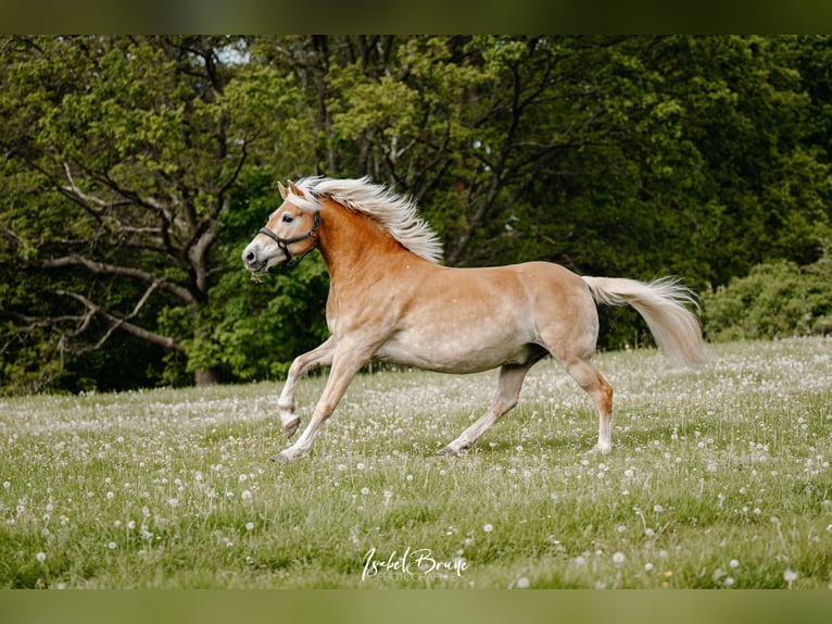Haflinger Caballo castrado 6 años 152 cm  in Detmold