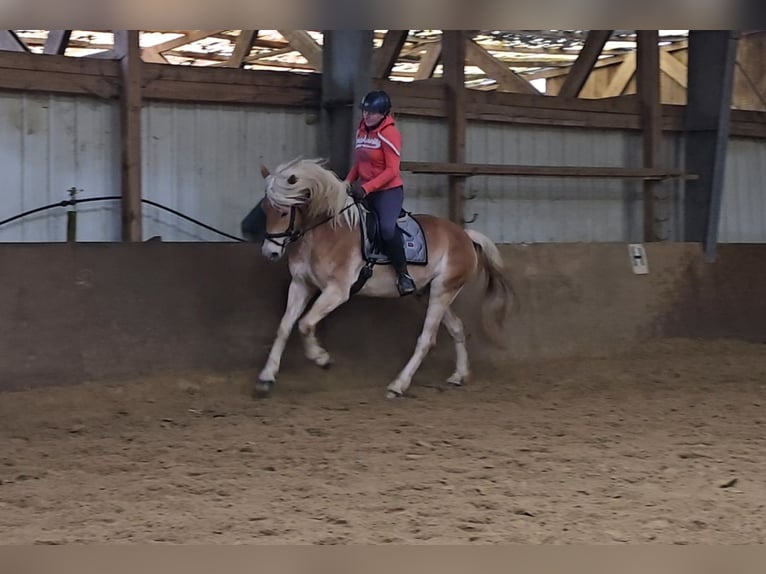 Haflinger Caballo castrado 6 años 153 cm Alazán in Mülheim an der Ruhr