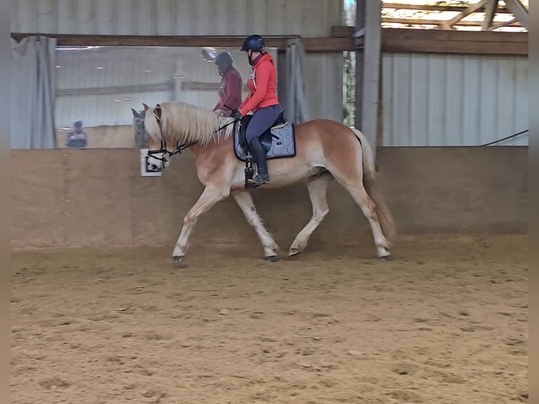 Haflinger Caballo castrado 6 años 153 cm Alazán in Mülheim an der Ruhr