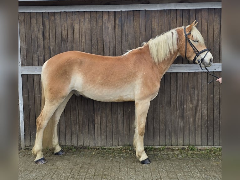 Haflinger Caballo castrado 6 años 153 cm Alazán in Mülheim an der Ruhr