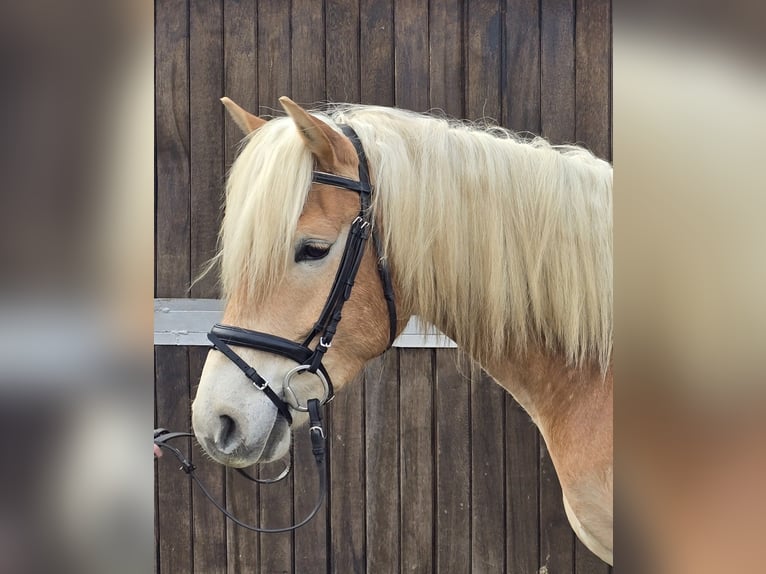 Haflinger Caballo castrado 6 años 153 cm Alazán in Mülheim an der Ruhr