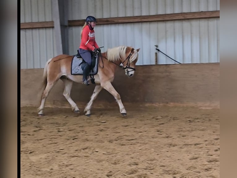 Haflinger Caballo castrado 6 años 153 cm Alazán in Mülheim an der Ruhr