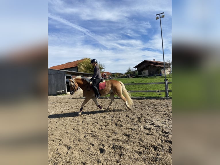 Haflinger Caballo castrado 6 años 153 cm Alazán in Mattsee