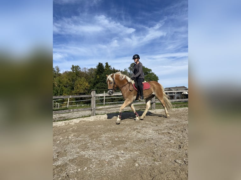 Haflinger Caballo castrado 6 años 153 cm Alazán in Mattsee