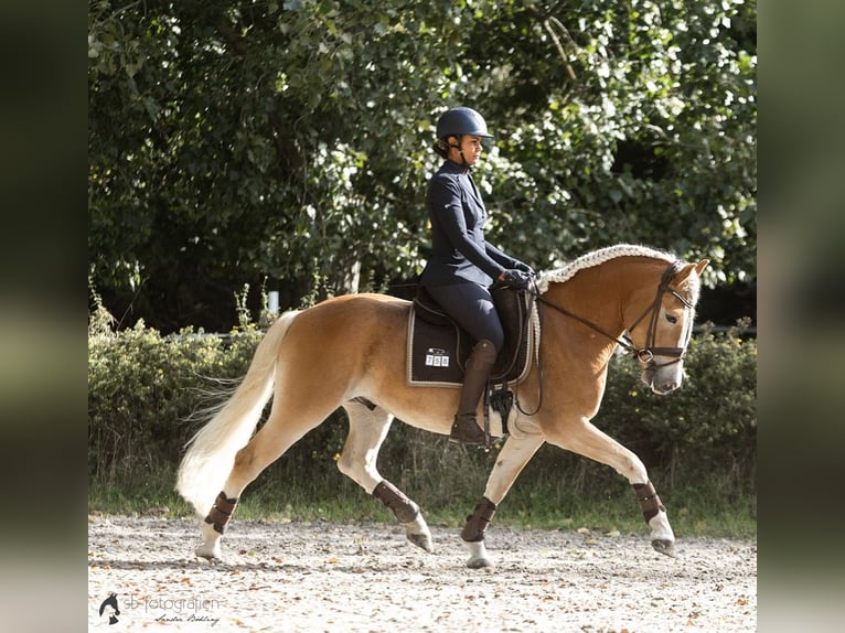 Haflinger Caballo castrado 6 años 153 cm  in Gernsheim
