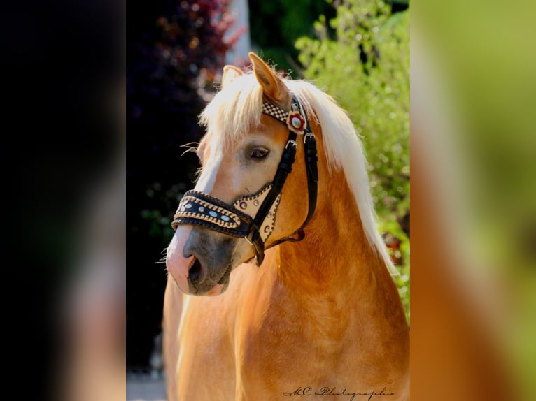 Haflinger Caballo castrado 6 años 154 cm Castaño claro in Brandis