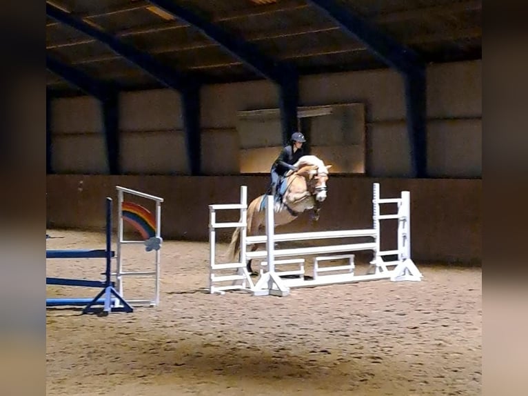 Haflinger Caballo castrado 6 años 155 cm Alazán in Tinglev