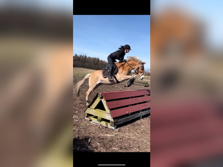Haflinger Caballo castrado 6 años 155 cm Alazán in Tinglev