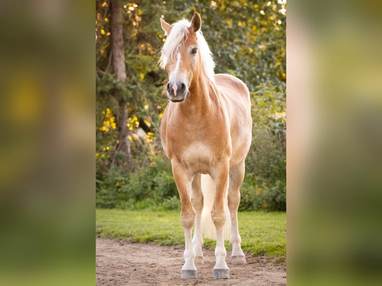 Haflinger Caballo castrado 6 años 155 cm Alazán in Tinglev