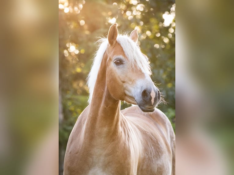 Haflinger Caballo castrado 6 años 155 cm Alazán in Tinglev