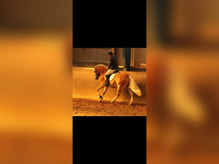 Haflinger Caballo castrado 6 años 155 cm Alazán in Tinglev