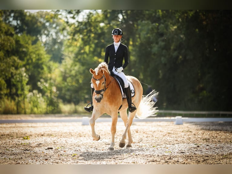 Haflinger Caballo castrado 6 años 155 cm Alazán in Wervershoof