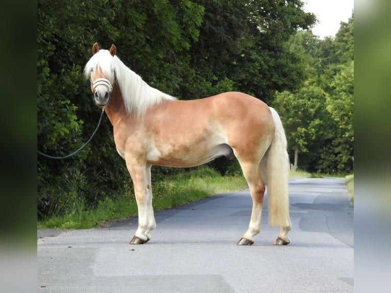 Haflinger Caballo castrado 6 años 155 cm Alazán in Verl