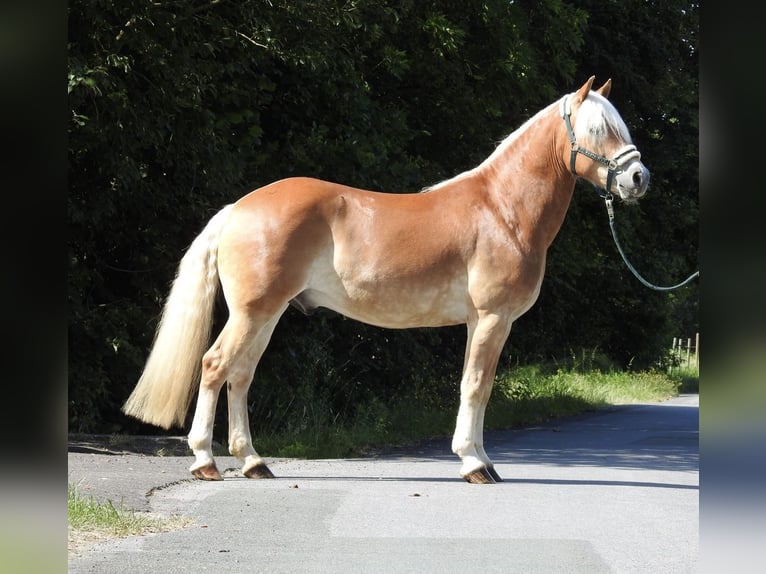 Haflinger Caballo castrado 6 años 155 cm Alazán in Verl