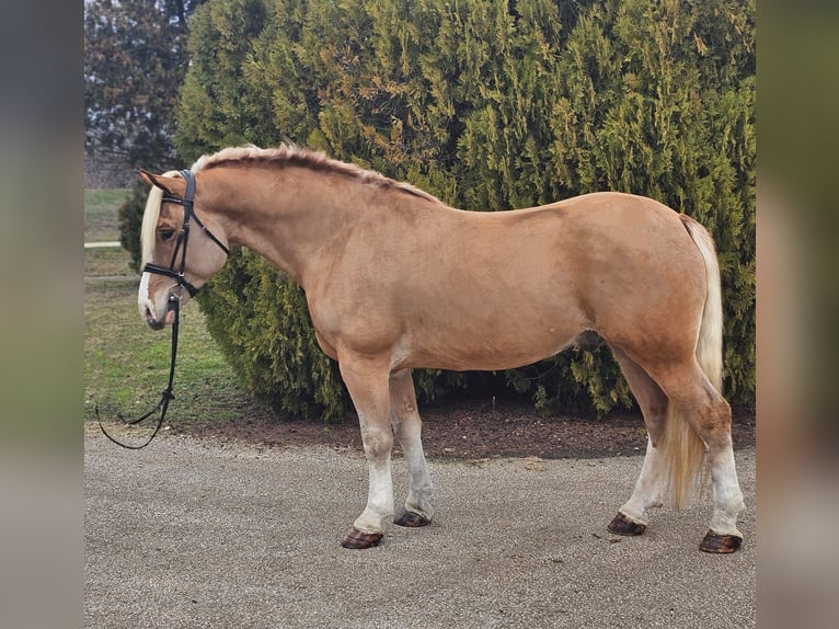 Haflinger Mestizo Caballo castrado 6 años 155 cm Palomino in Békéscsaba